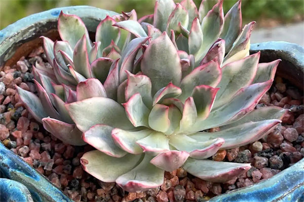 月光女神怎么養(yǎng)?