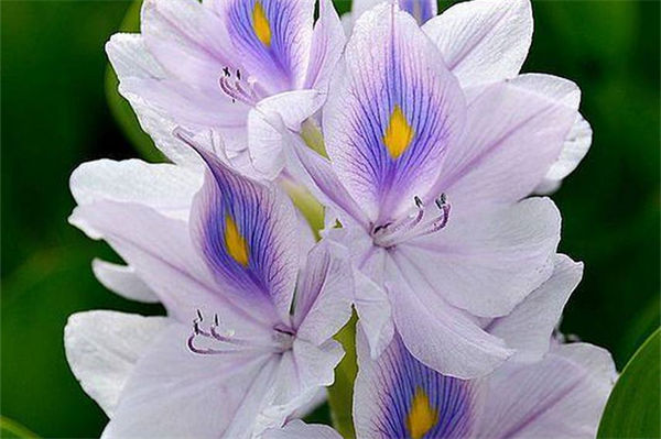 鳳眼蓮怎么養(yǎng)?