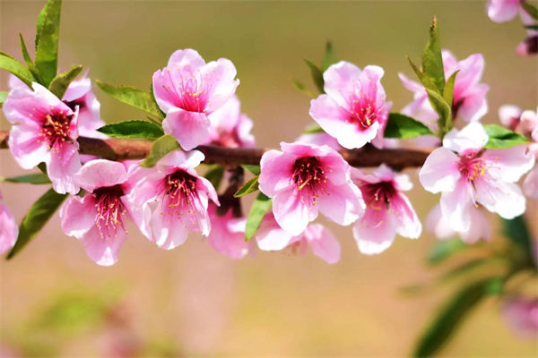 代表春天的花有哪些?
