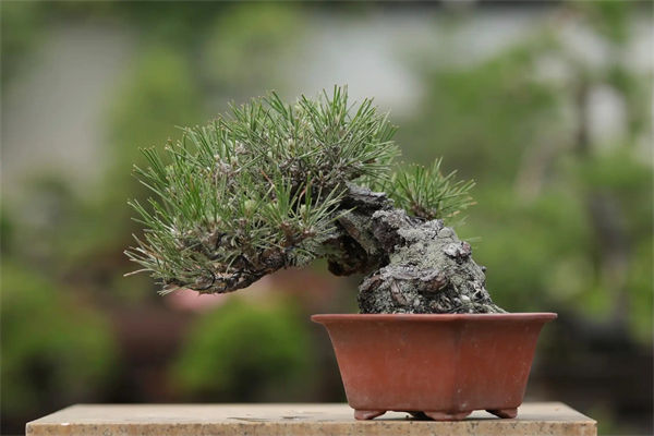 歲寒三友是指哪三個植物?