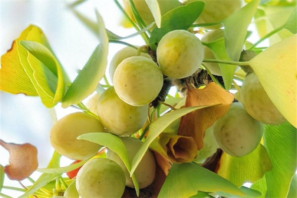 植物中的活化石有哪些?