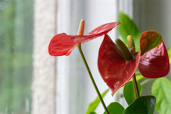 火鶴的養(yǎng)殖方法是什么?