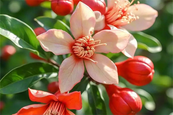 石榴花的作用有哪些?