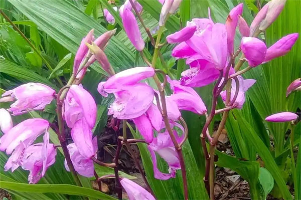 白芨的種植方法是什么?