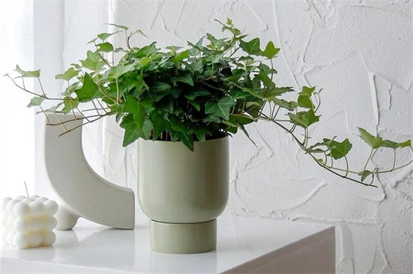 室內凈化空氣的植物有哪些?