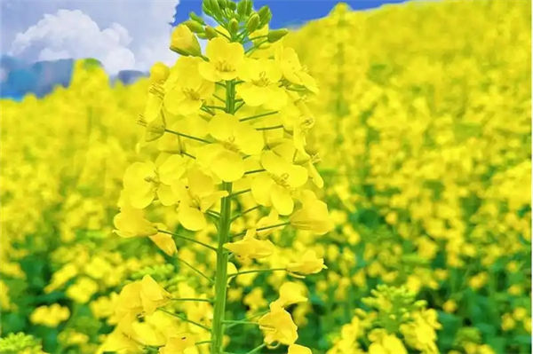 黃色的花有哪些?