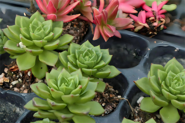 多肉植物的養殖方法和注意事項有哪些?