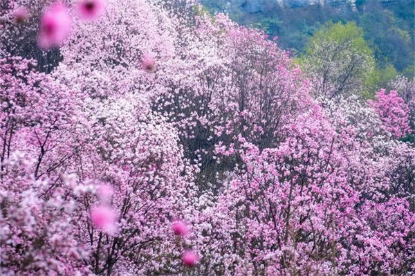 辛夷花是指什么花?