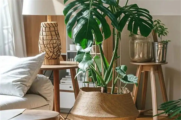 室內(nèi)適合養(yǎng)的18種植物是哪些?