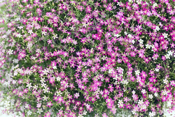 滿天星種子怎么種植?