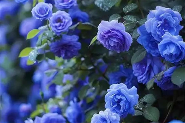 藍色妖姬的花語是什么?