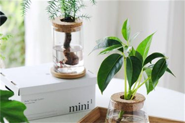 水養植物要注意什么?