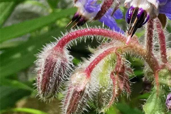 琉璃苣是什么意思?