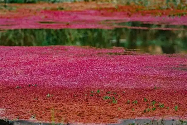 滿江紅是什么植物?