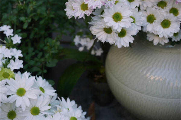 開封的市花是什么?