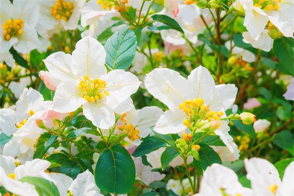 春天有什么花開?