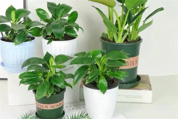 金鉆的養殖方法和注意事項有哪些?