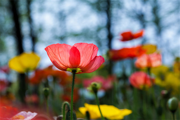 虞美人是什么花?
