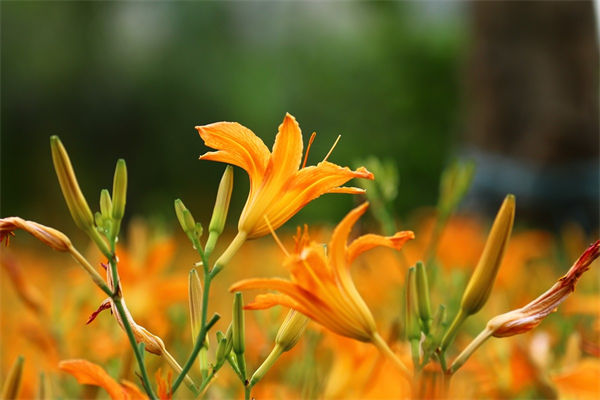 忘憂草花語是什么?