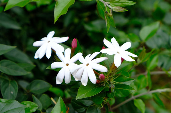 素馨花一年開幾次花?