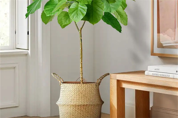 常見的綠植盆栽有哪些?