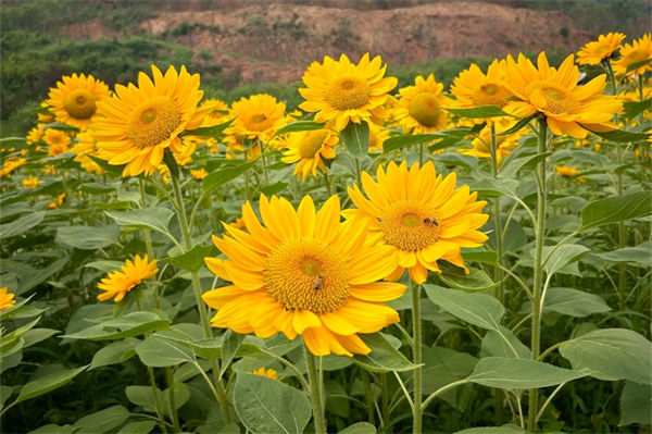 向日葵的花語和寓意是什么?