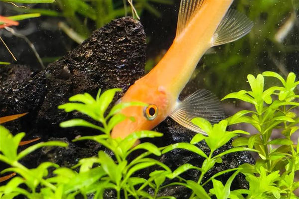 水草種類有哪些?