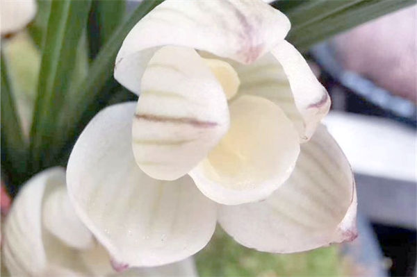 素冠荷鼎有什么特征?