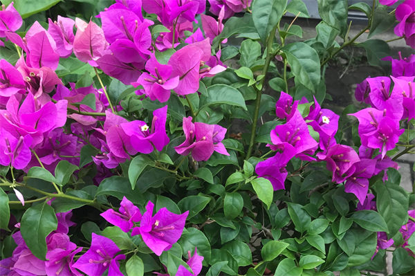 三角梅的養殖方法是什么?