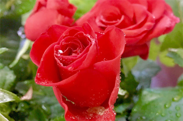 19朵玫瑰代表什么意思?