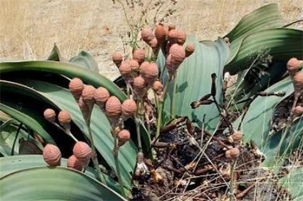 奇異的植物有哪些?