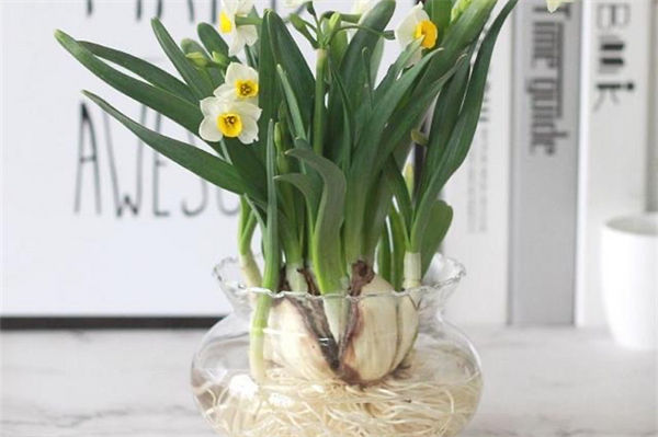 水培花卉要注意什么?