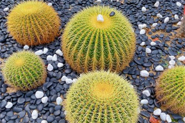 仙人球品種有哪些?