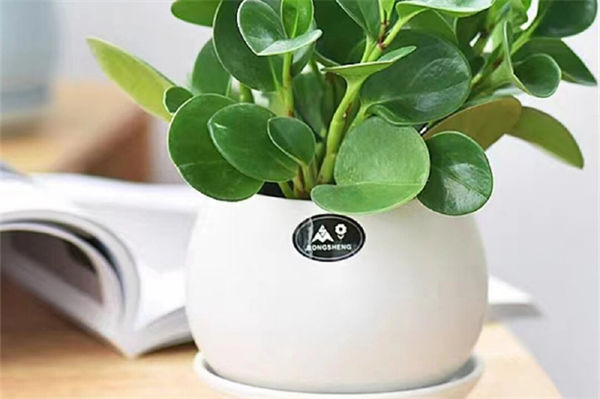 碧玉的養殖方法和注意事項是什么?