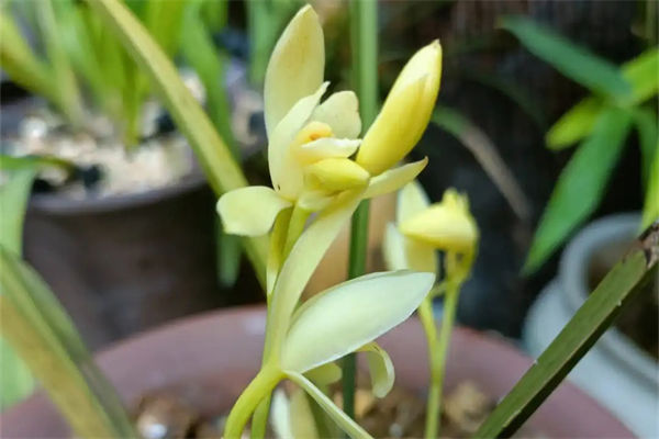 建蘭的養殖方法是什么?