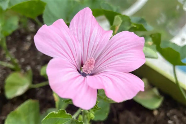 花葵種子怎么種?