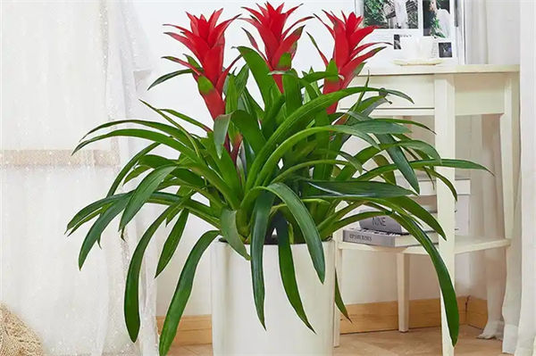 鴻運當頭花怎么養?