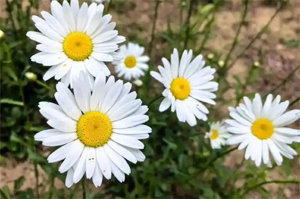 雛菊花語是什么?