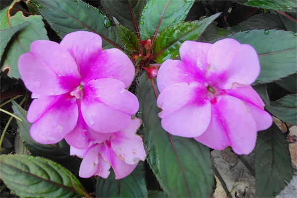 鳳仙花傳播種子的方法是什么?