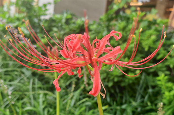 曼珠沙華花語是什么?