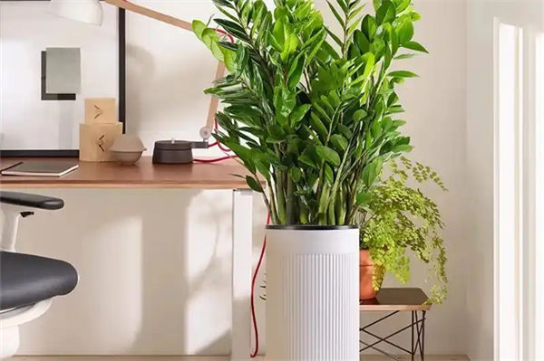 搖錢(qián)樹(shù)怎么養(yǎng)?