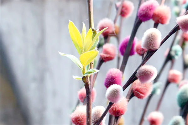 銀柳是真花還是假花?