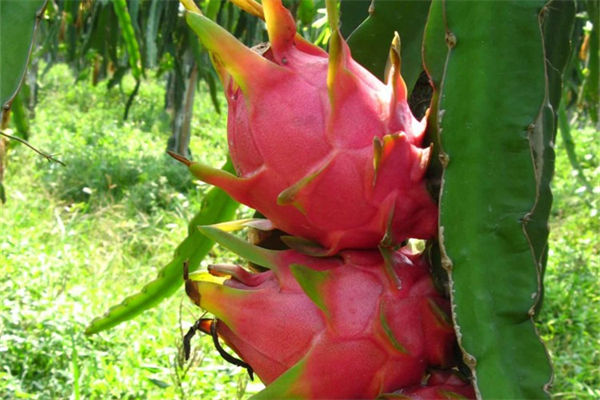 火龍果和仙人掌有什么關系?