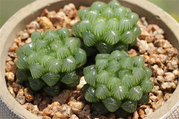 玉露干癟怎么恢復?