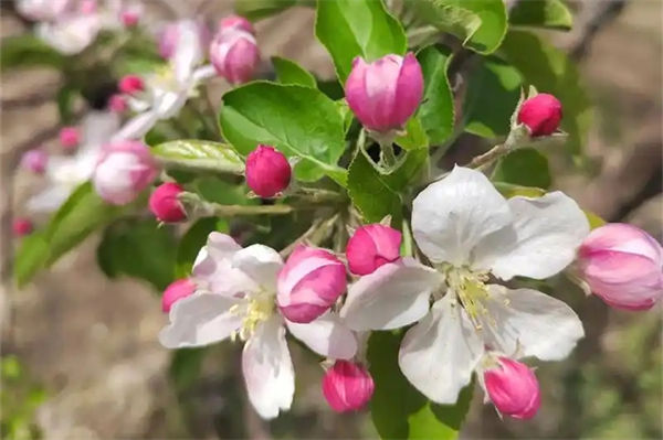 被子植物的一生要經歷哪些過程?