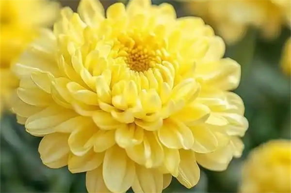 菊花的種類有哪些?