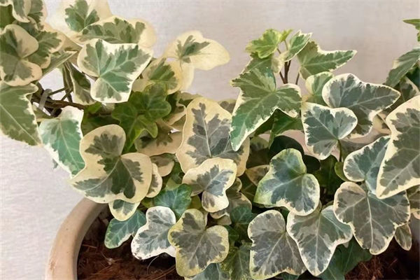 耐陰植物有哪些?