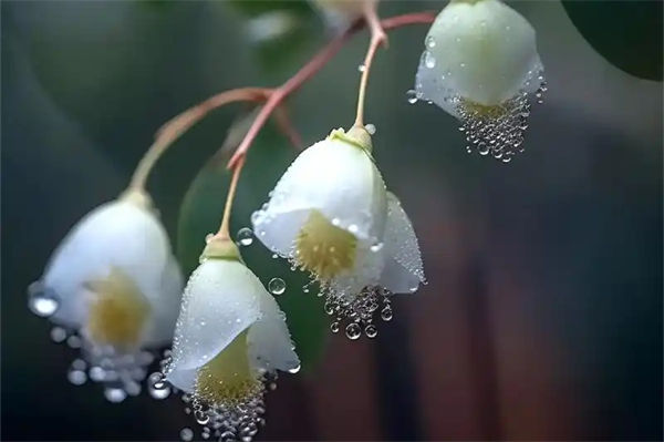 藍桉的花語是什么?