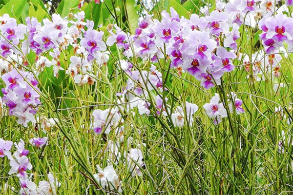 新加坡國花是什么?