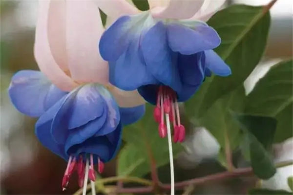 倒掛金鐘的養殖方法是什么?